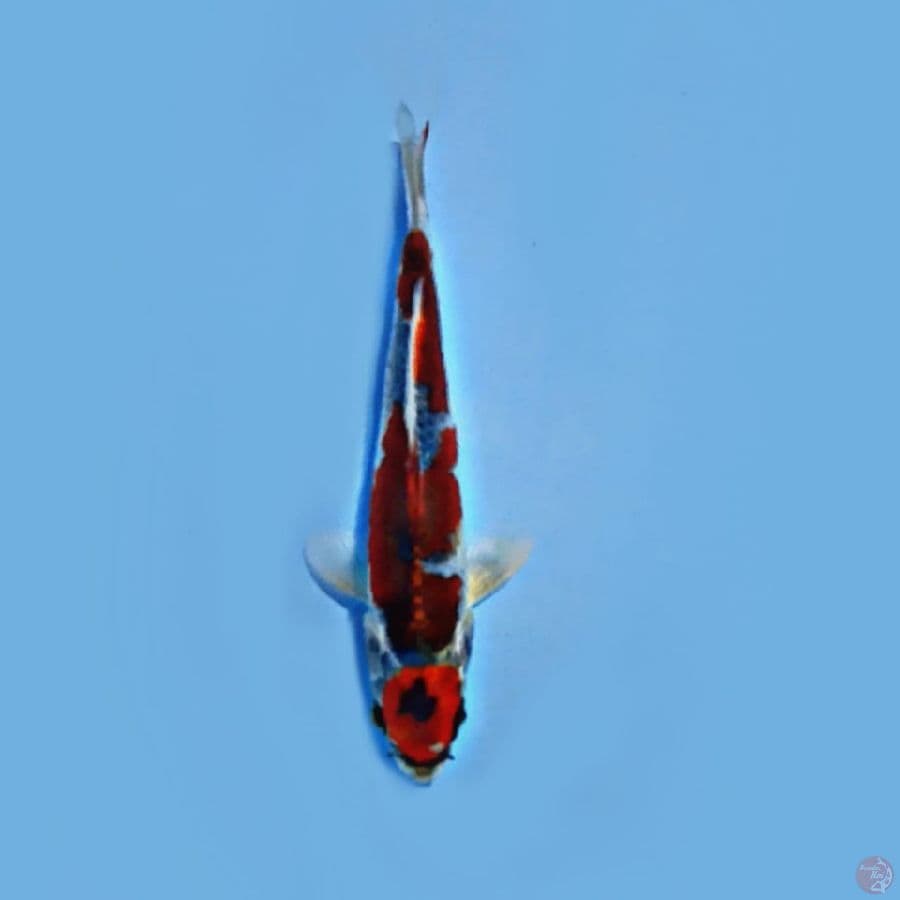 16cm sisik