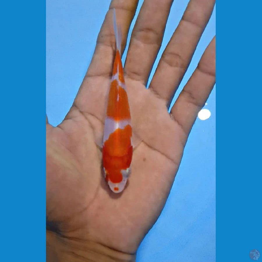 Minion Kohaku 10.Cm