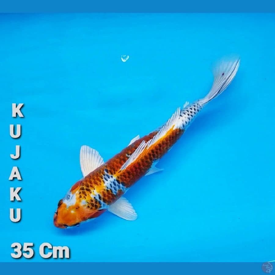Tiso` KUJAKU 2