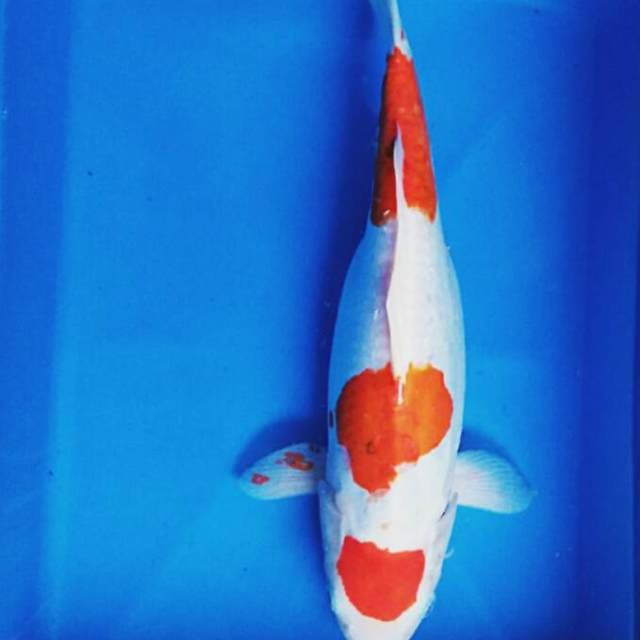 Kohaku 40cm