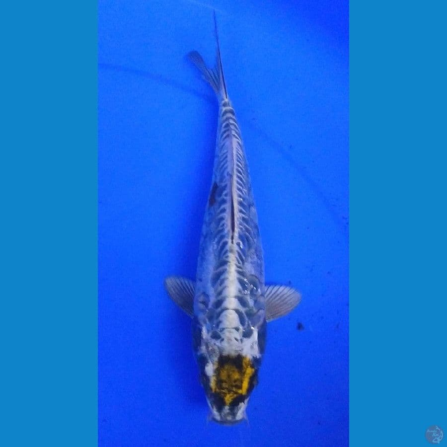 24cm, tancho aragoke kikokuryu