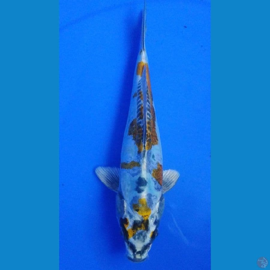 23cm, kikokuryu
