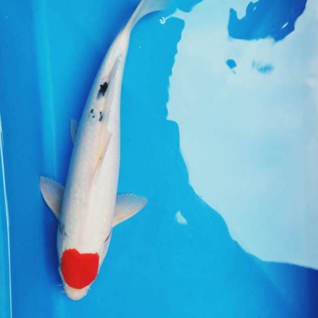 Tancho sanke ori 34cm male