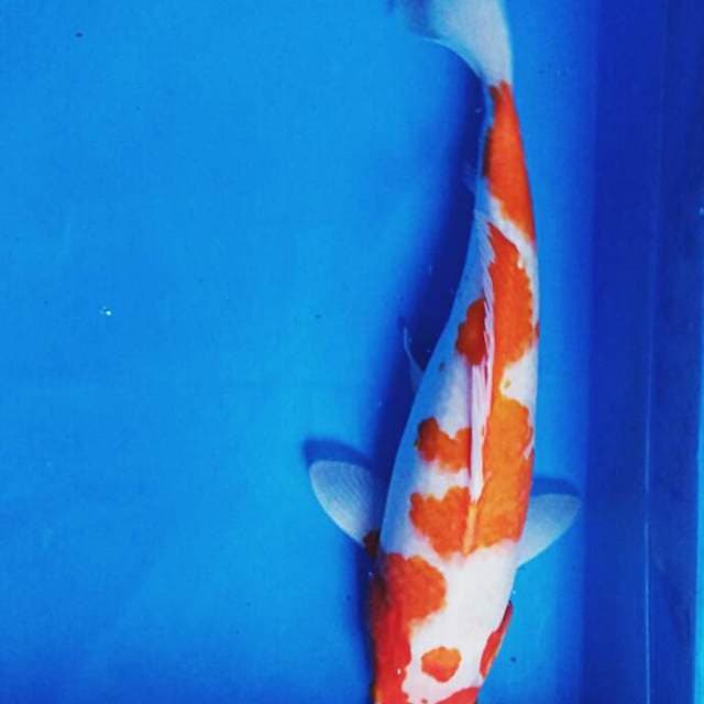 Kohaku 37cm