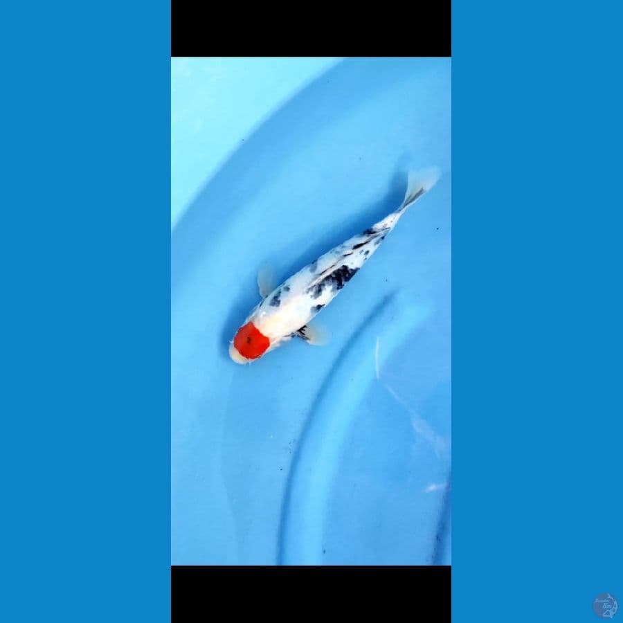 tanco showa original size 25 cm (sirip samping agak kurang bulat )