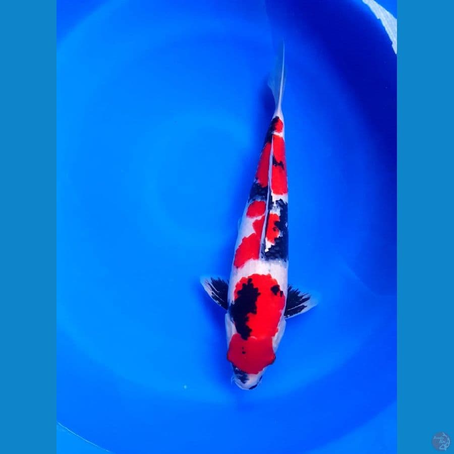 Showa male 40cm original kwalitas HQ