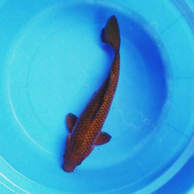 Chagoi 32cm