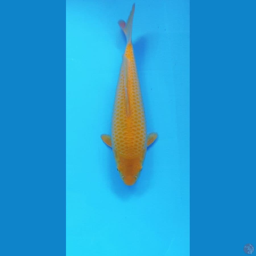 KARASI CORN 28CM MALE