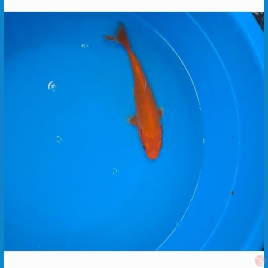 orenji Hajiro 15cm
