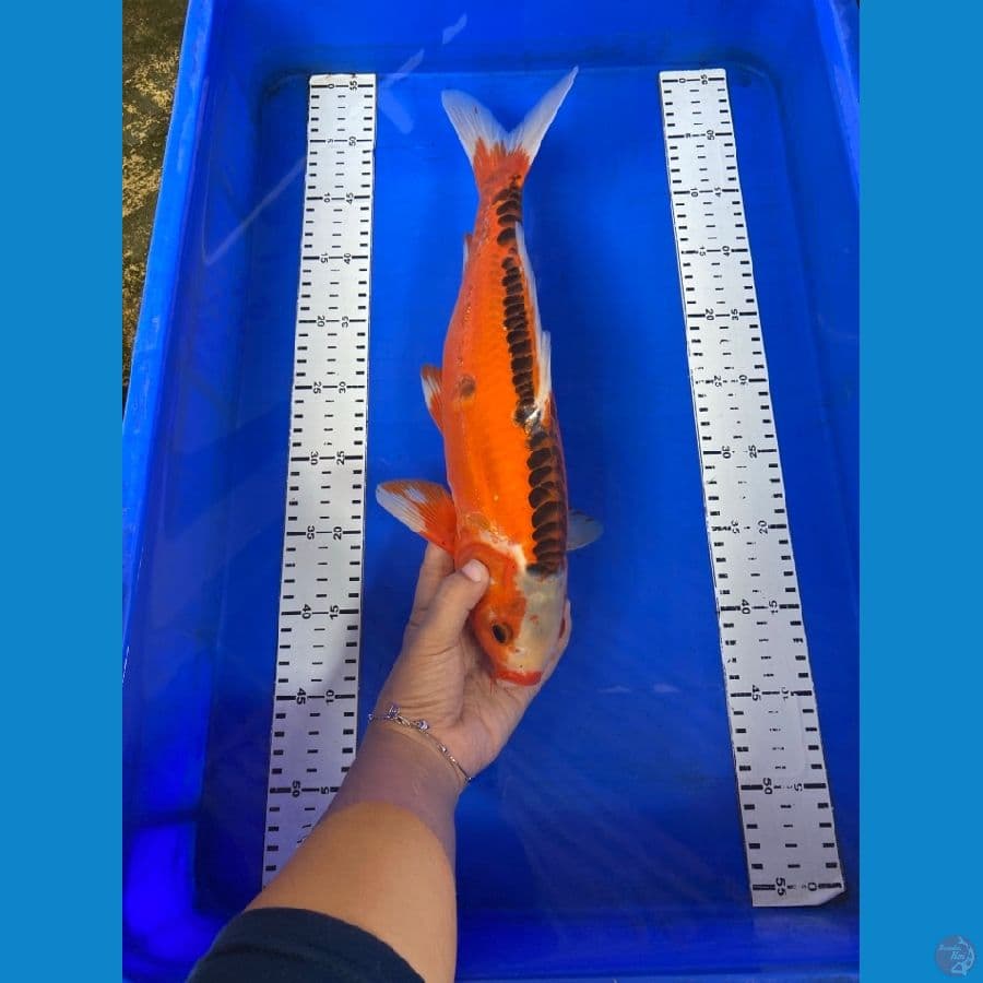 shushui jantan 40 cm