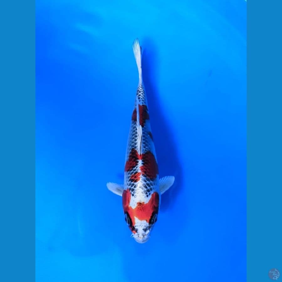 kujaku Show Quality 22cm