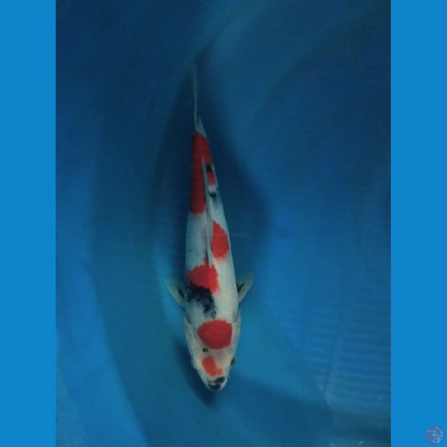 sowa 30CM