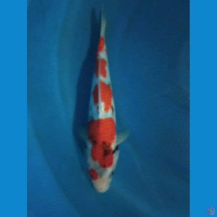 sowa 30cm