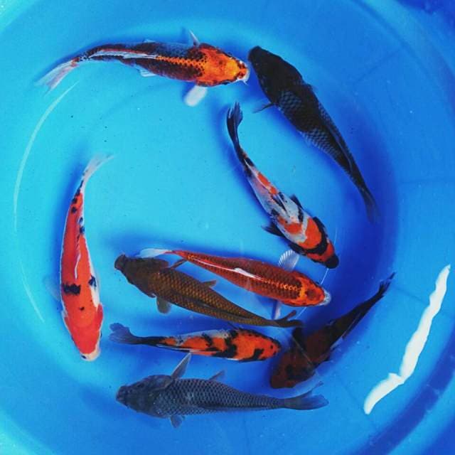 Mix koi 15 - 19cm
