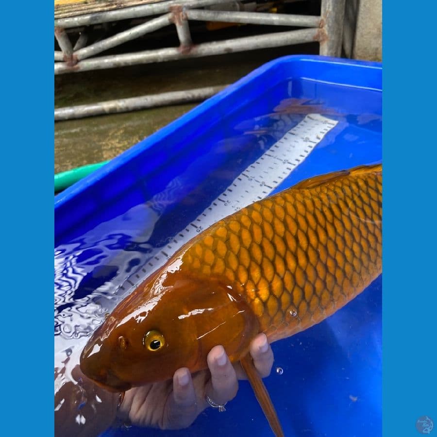 chagoi jumbo 50 cm
