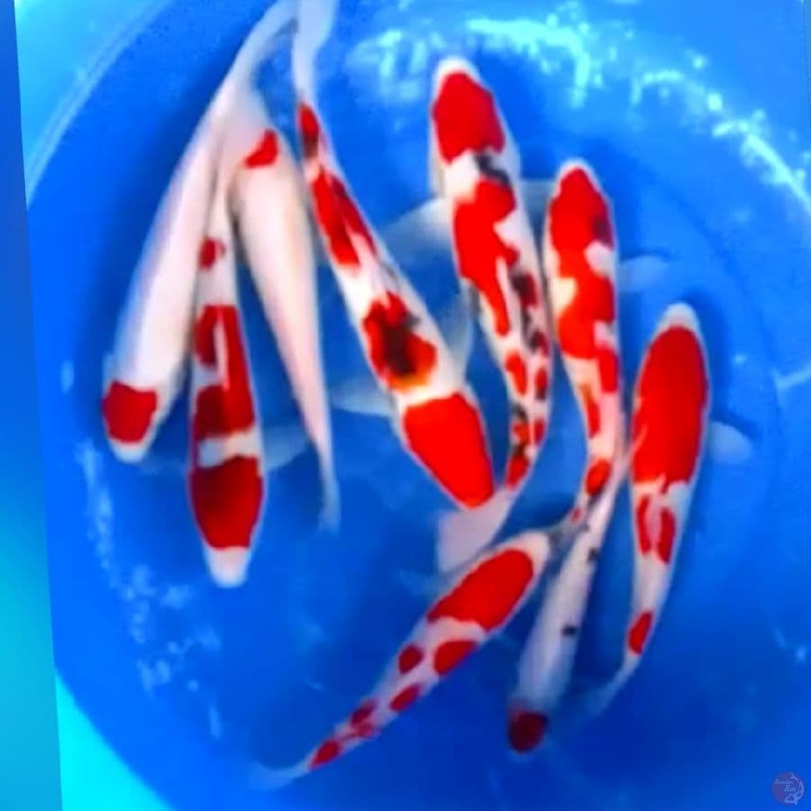 MIXX KOI 15-23cm 9ekor