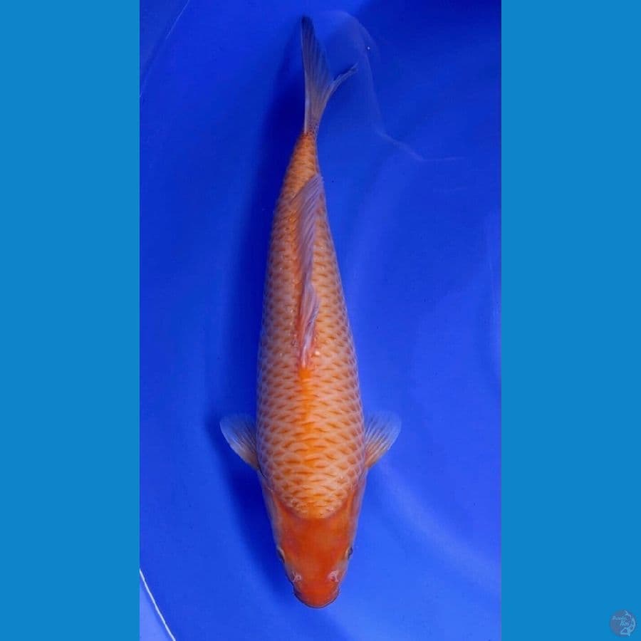 Red karashi
