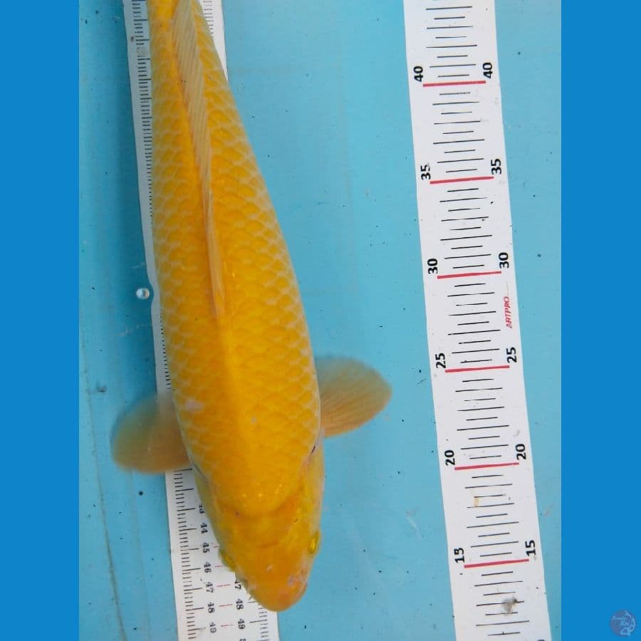 karasi 37cm