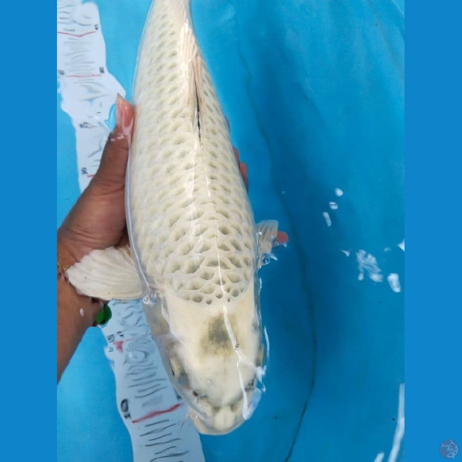 mukasi 37cm
