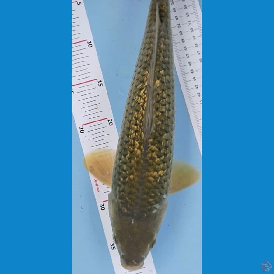 midori ginrin 40cm