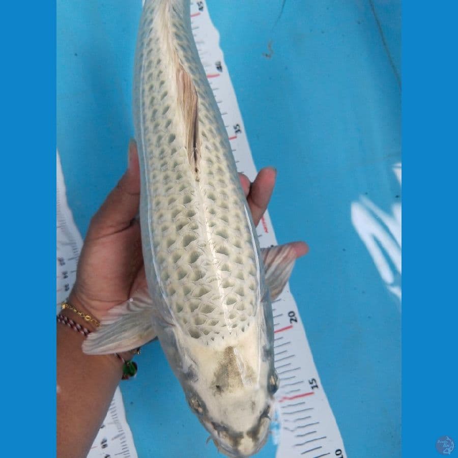 mukasi punuk 36cm jantan