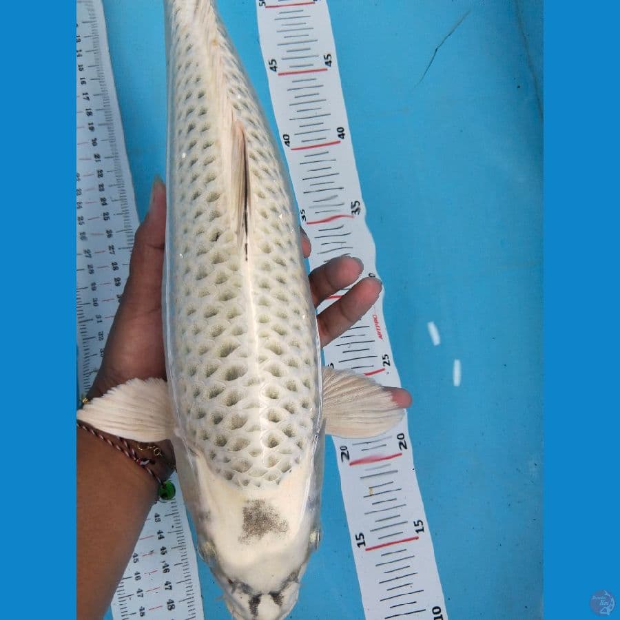 mukasi punuk 39cm jantan