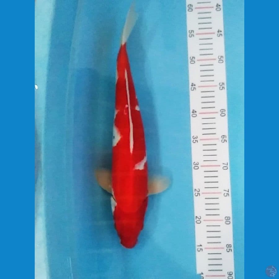 Jumbo 45 cm