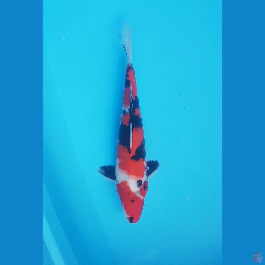 showa 30cm