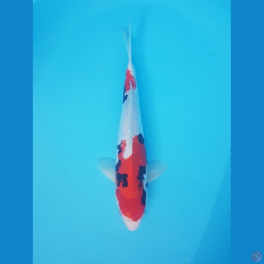 beni kumonryu 34cm
