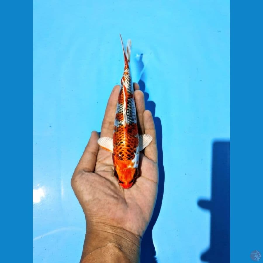 kujaku male 20cm