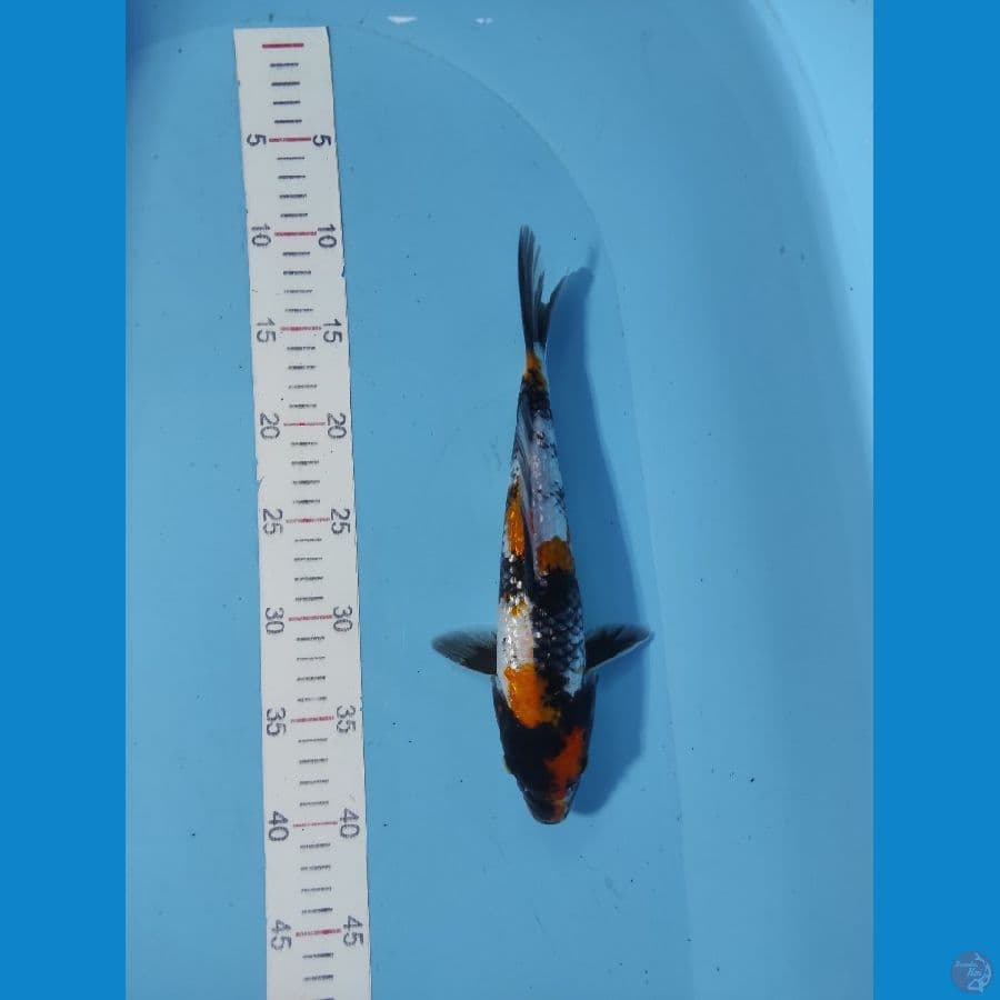 gindrin a 28cm
