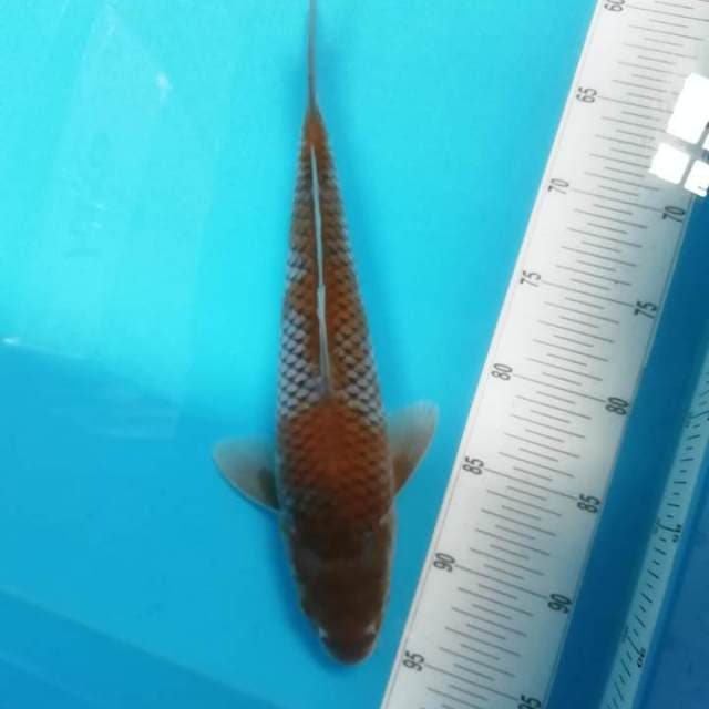 35cm Maruten Ochiba Original