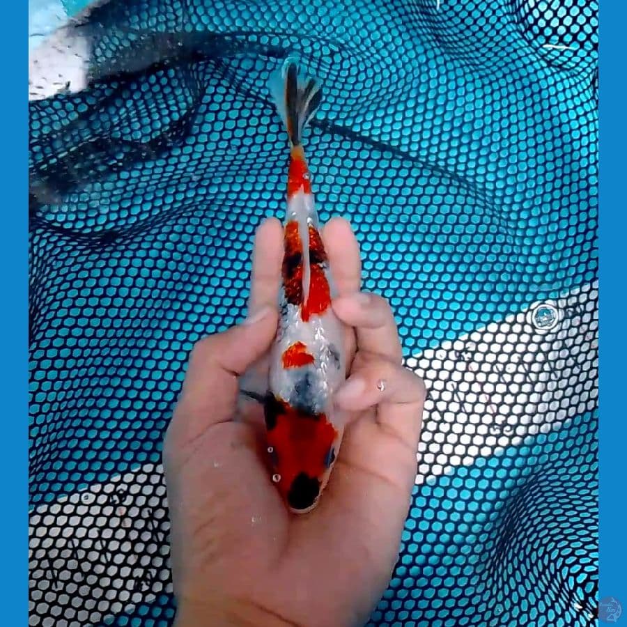 Gindrin 19cm