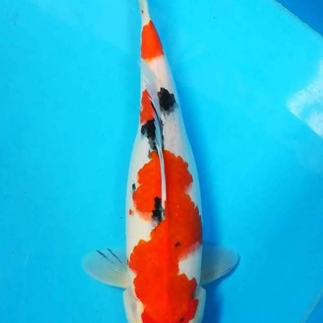 35cm Special Calon Induk