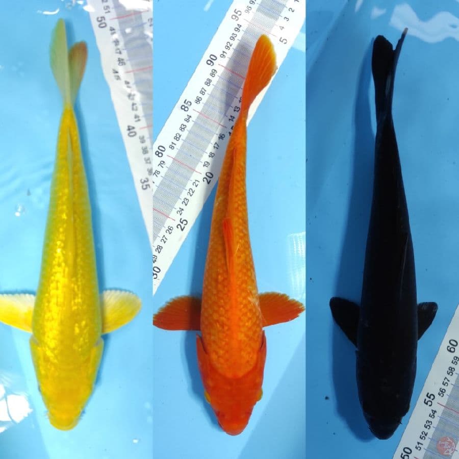 32-35cm pelengkap kolam