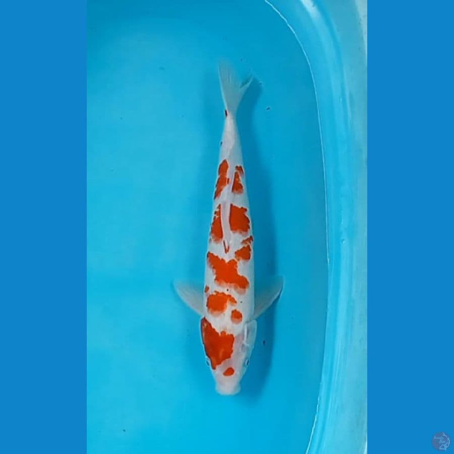 kohaku 42cm