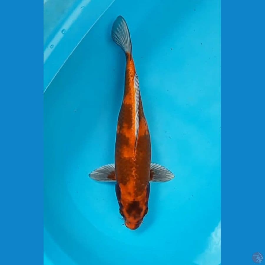 Kin utshuri 40 cm