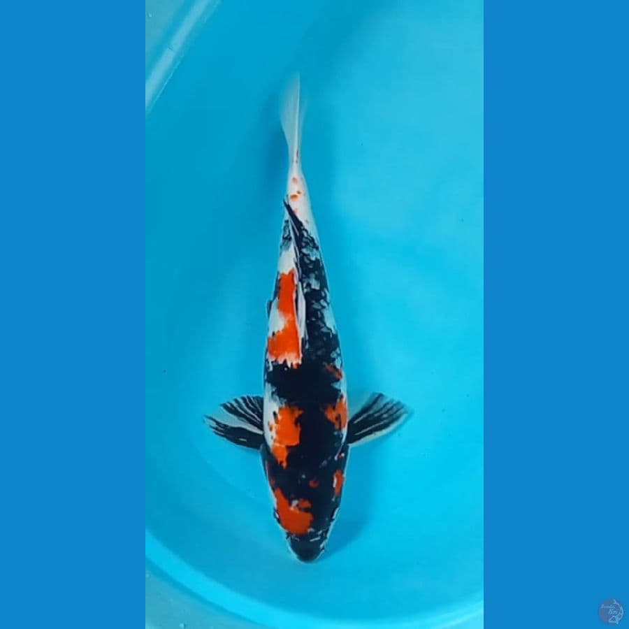 Showa 45 cm
