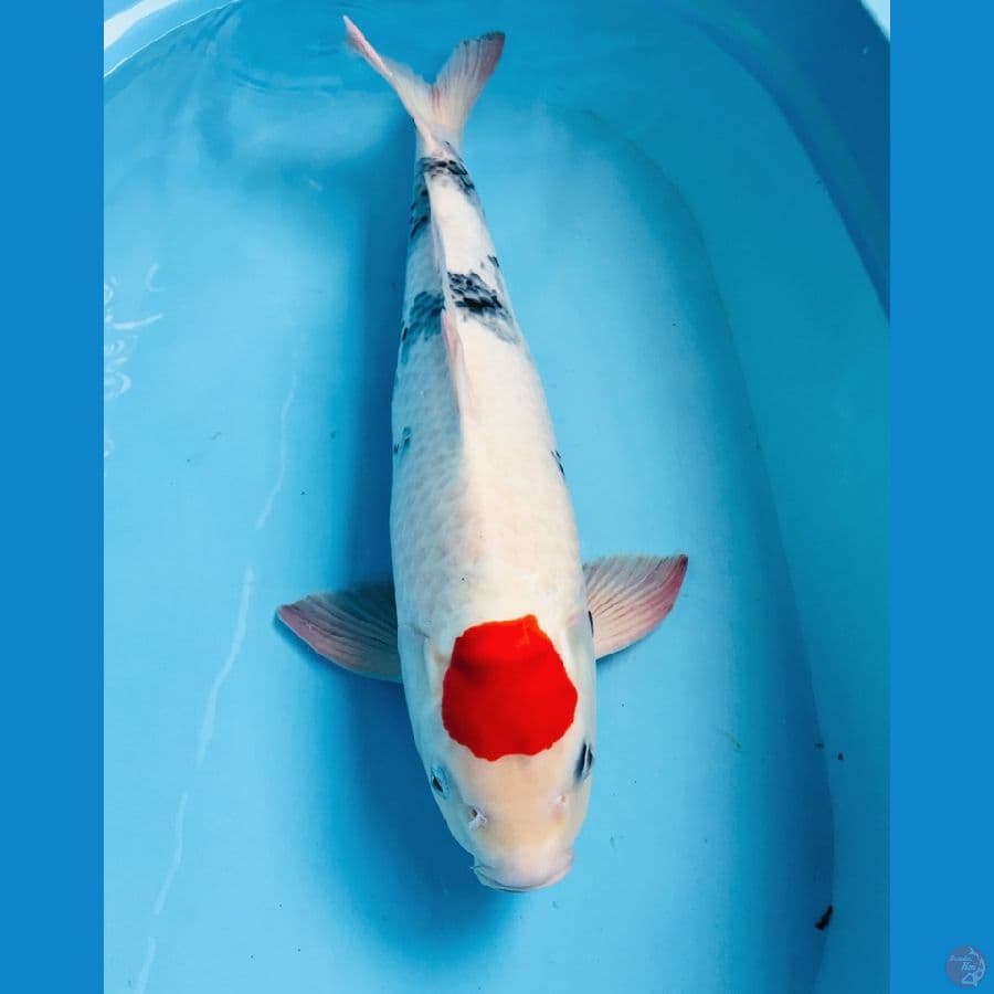 tancho showa male 52cm