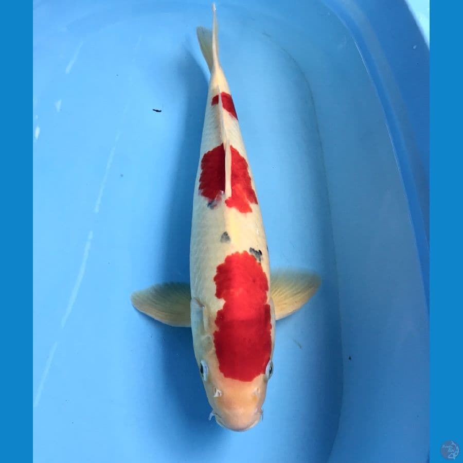 sanke male 50cm