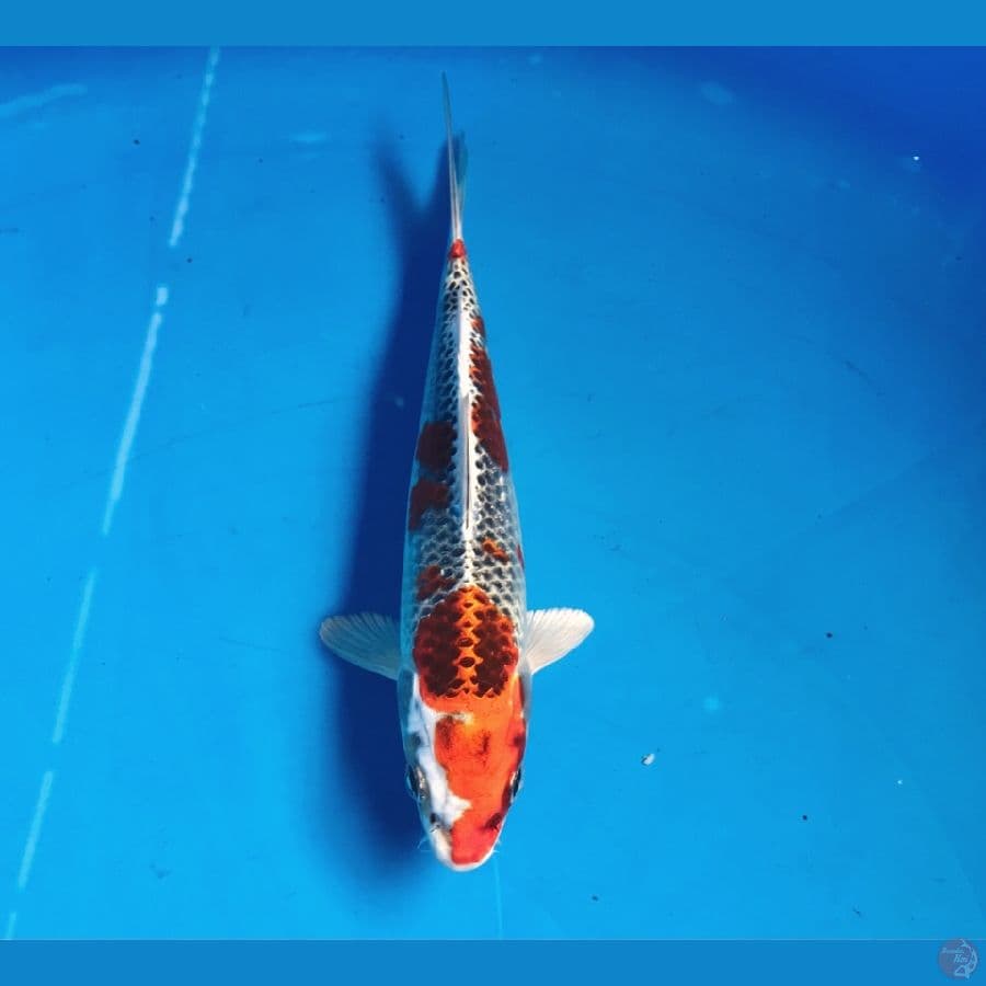 red kujaku 18cm