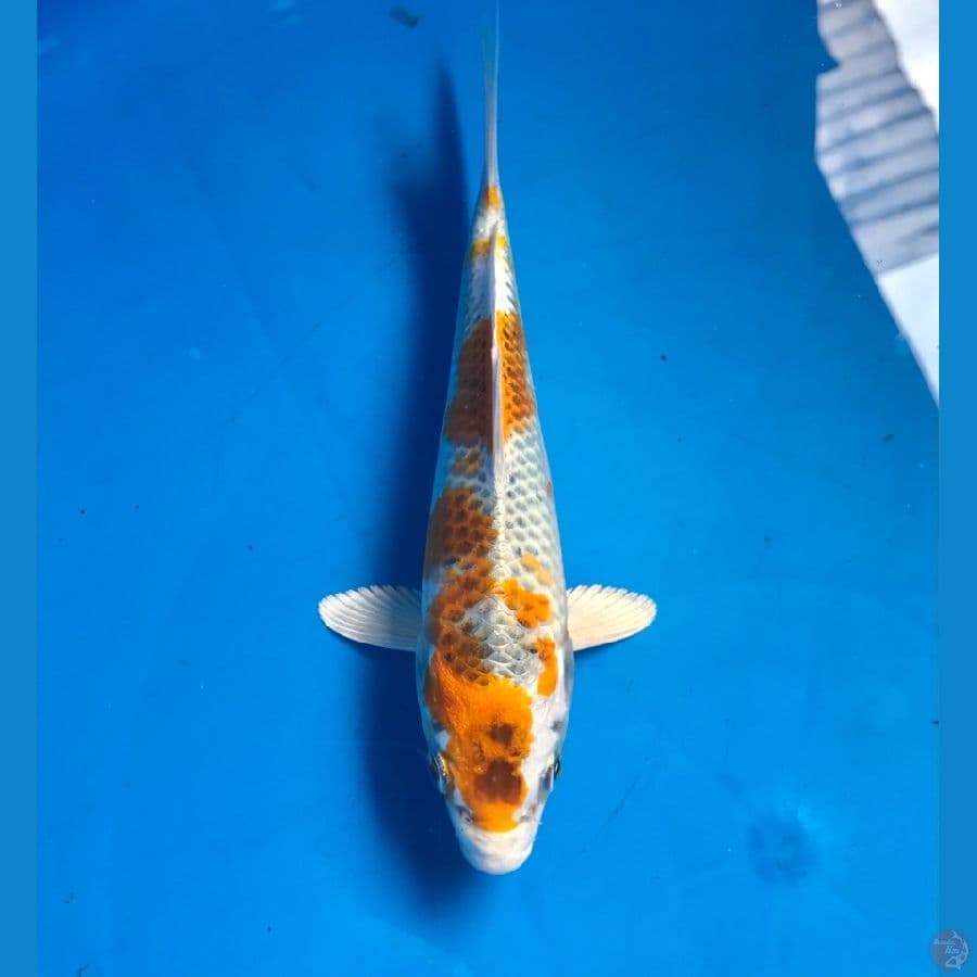 hariwake 17cm