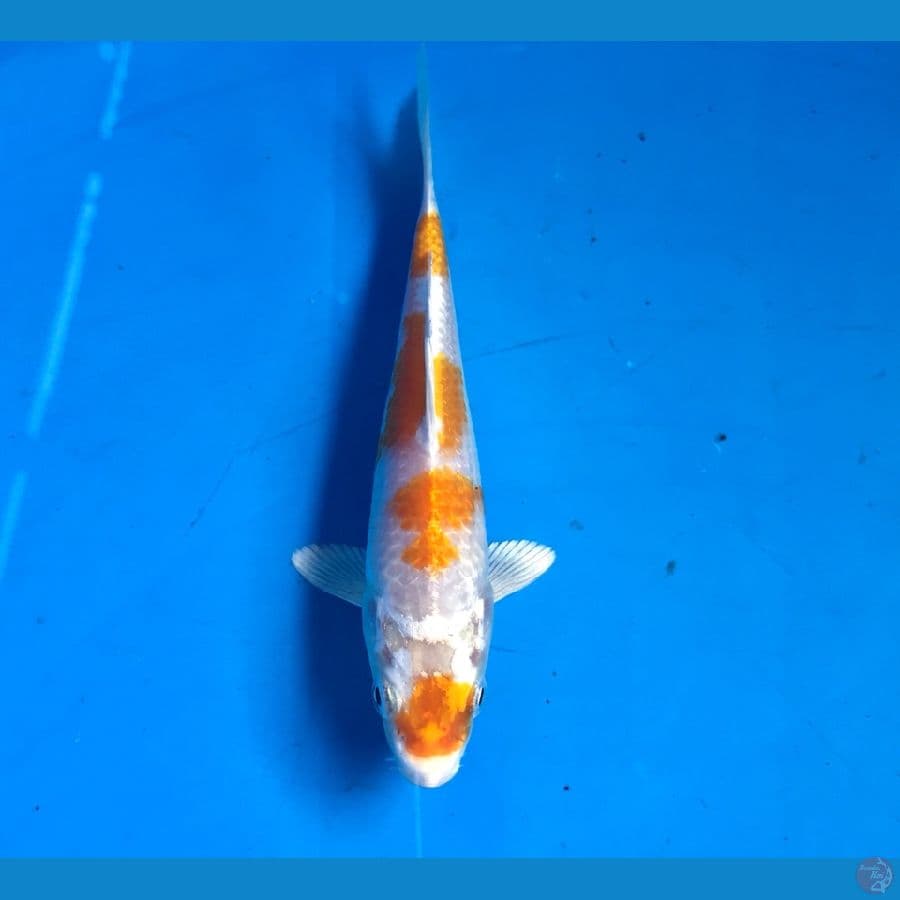 hariwake 13cm