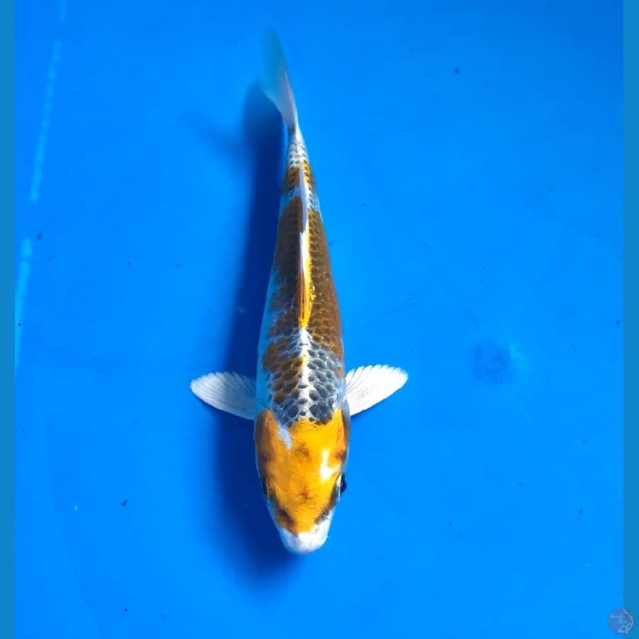 kujaku 16cm