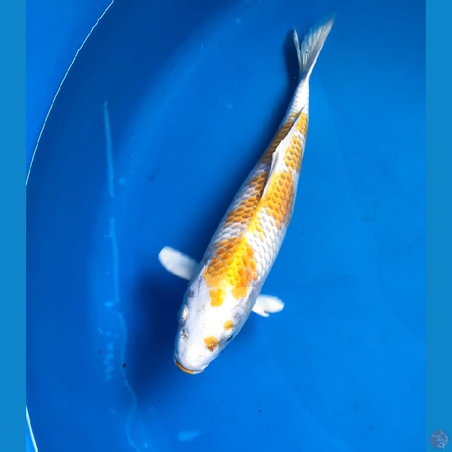 hariwake 27cm