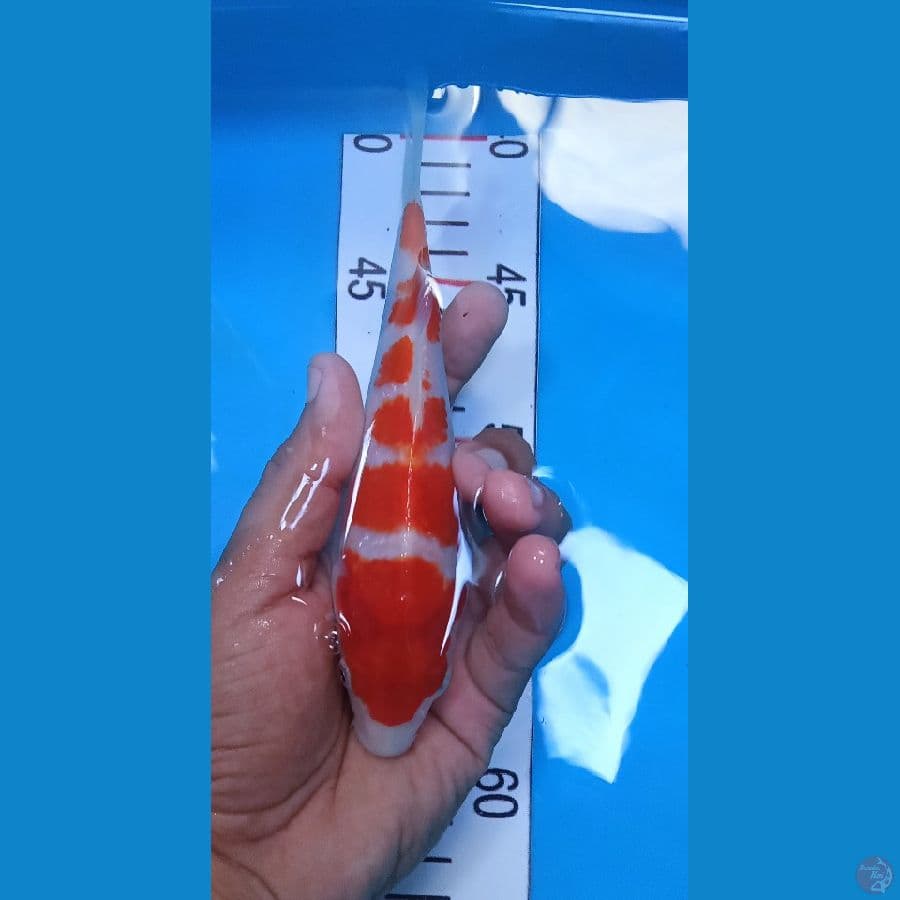 kohaku 18 cm