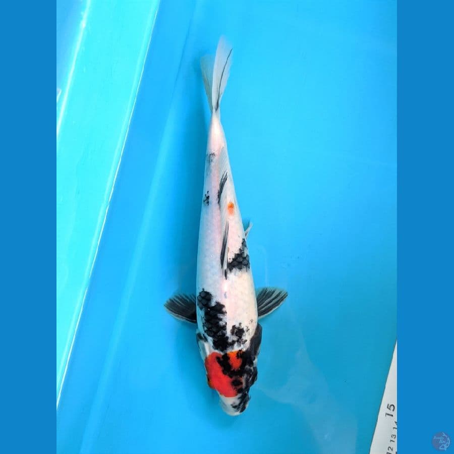 TANCHO SHOWA 28CM FEMALE