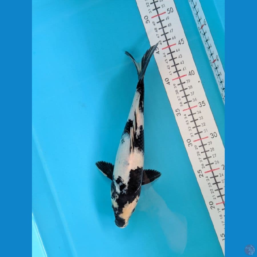 SHIRO 28CM MALE