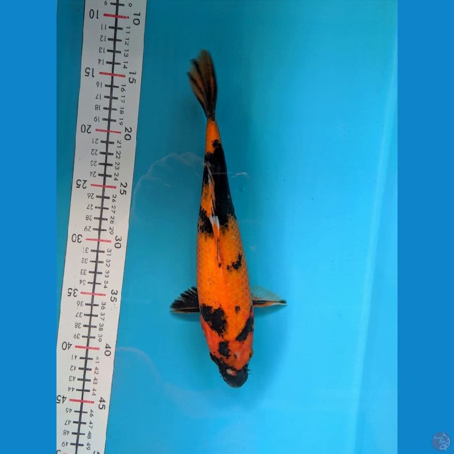 HI UTSURI 27CM FEMALE