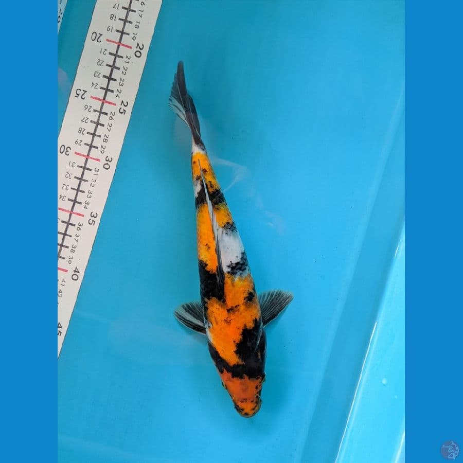 SHOWA 28CM MALE